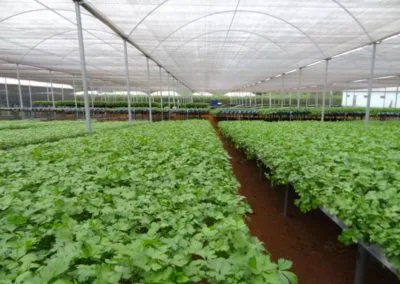 Climatización de invernaderos agrícolas