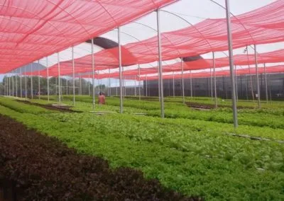 Climatización de invernaderos agrícolas
