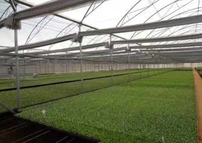 Climatización de invernaderos agrícolas