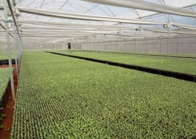 Climatización de invernaderos agrícolas