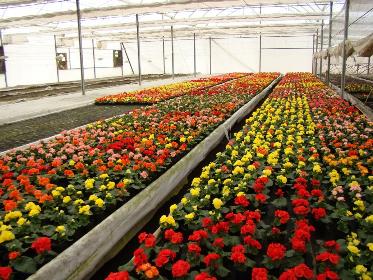 Cultivo de flores