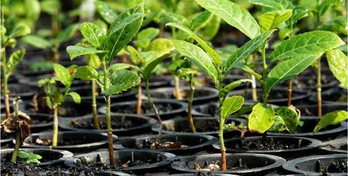 Reforestación